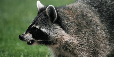 Why You Hear Raccoons Fighting At Night And What You Can Do