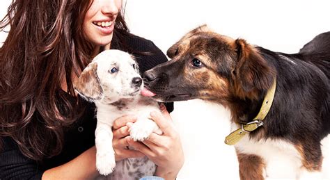 How To Introduce A Puppy To Your Dog 7 Tips Love Of A Pet
