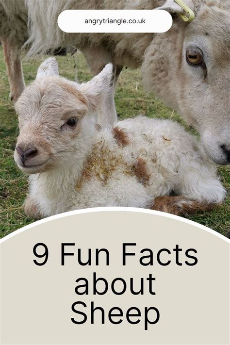 Sheep And Lambs With Text That Reads 9 Fun Fact About Sheep