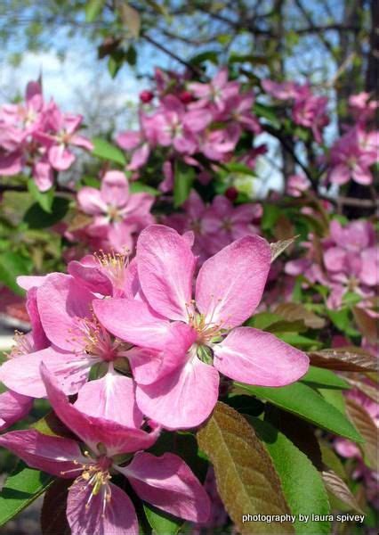 Enchanting Tree Pink Fuschia Blooms Dogwood By Paradisereal 2200