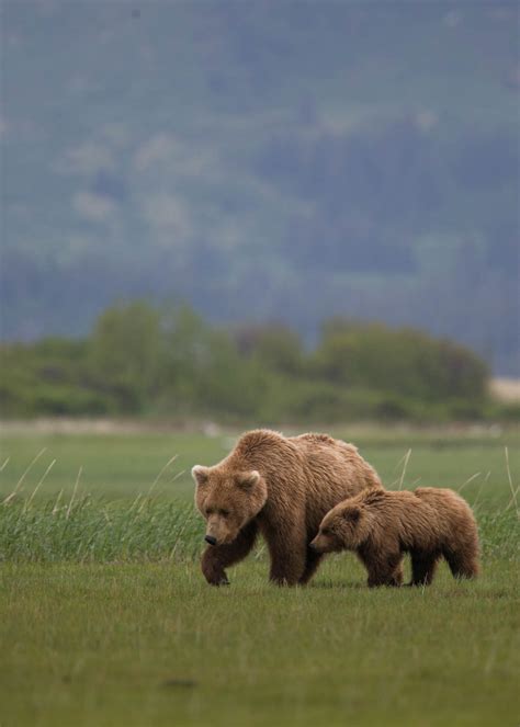 Wildlife Grizzly Bear Mom Bear Cub Walking Grass Alaska John Greengo