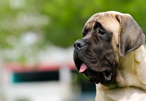 Mastiff Dog Breed Information And Pictures All About Dogs
