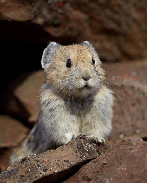 This Cute Ball Of Fur Is The Ili Pika Animals Cute Animals Baby Animals