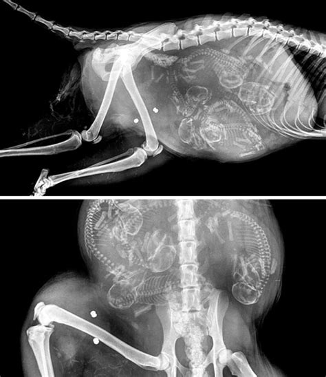 Fascinating X Ray Images Of Pregnant Animals Bellies X Ray Vet