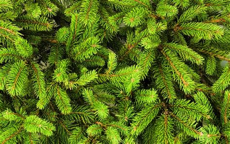 Download Wallpapers Green Fir Tree Texture 4k Christmas Backgrounds
