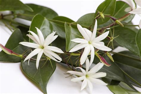 10 Recommended Jasmines For Home Gardens