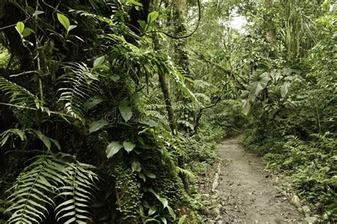 Rain Forest Green Tropical Amazon Jungle Stock Photo Image Of Nature