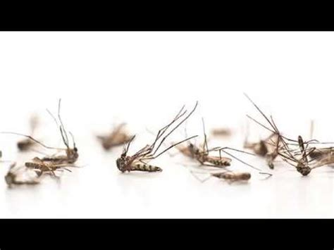 Atc pest control provides the southern pa and baltimore areas affordable, effective bed bug exterminator find out more about bed bugs and how atc will protect your family here. Mosquito Control | Glen Burnie, MD - Accutech Pest ...