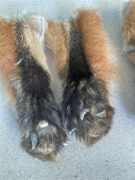 Taxidermy Paws With Claws Red Fox Vulpes Vulpes Etsy
