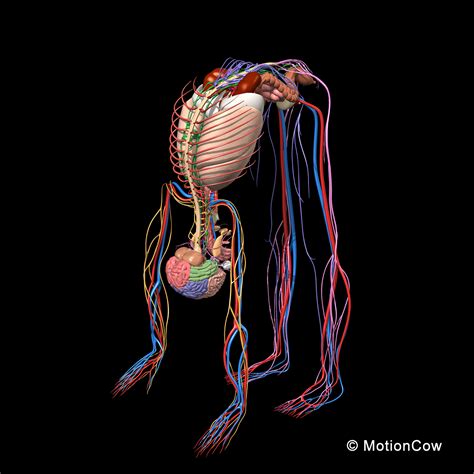 The nervous system is made up of the central nervous system and the peripheral nervous system it consists of the cerebrum — the area with all the folds and grooves typically seen in pictures of the brain — as well as some other structures under it. Skeleton, Anatomy & Nervous System ( Rigged ) - MotionCow
