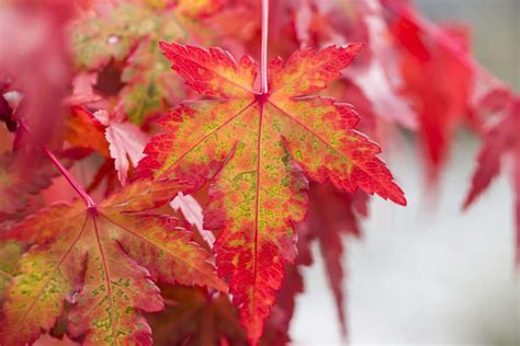 Imagen Gratis Hoja Roja Flora Naturaleza Otoño árbol Planta Follaje