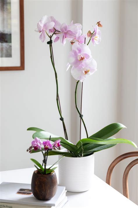 How To Grow And Care For Phalaenopsis Orchids Indoors Artofit