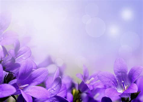 Beautiful Purple Flower Hd Picture Free Download