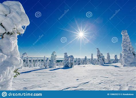 Beautiful Winter Landscape With Snowy Trees In Lapland
