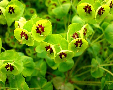 Green Flower A4 Hd Desktop Wallpapers 4k Hd