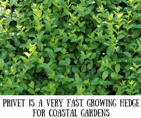 Fast Growing Hedges For Seaside Gardens