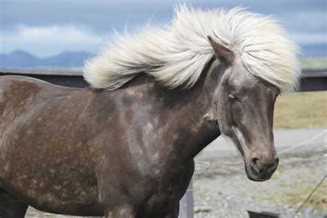 Pony Animal Mane · Free Photo On Pixabay