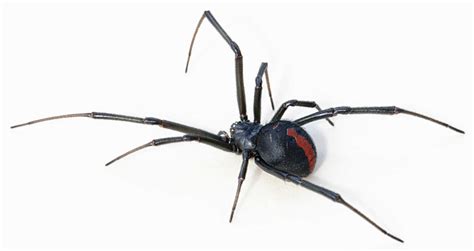 Black Widow Spider Dangerous Widow Spiders Lexington Boditewasuch