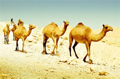 Fotos Gratis Desierto Camello Nikon Fauna 50mm Camellos