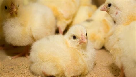 Baby Chicks The Definitive Care Guide The Happy Chicken Coop 2022