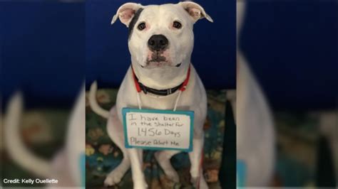 Other features include obbies, a trading system, and customizable houses. Maine shelter seeks forever home for dog awaiting adoption ...