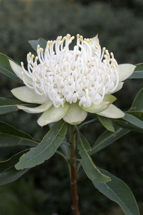 Check spelling or type a new query. White flower | Australian native flowers, Australian ...