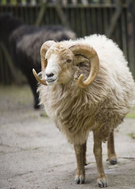 60 Free White Ram And Ram Images Pixabay