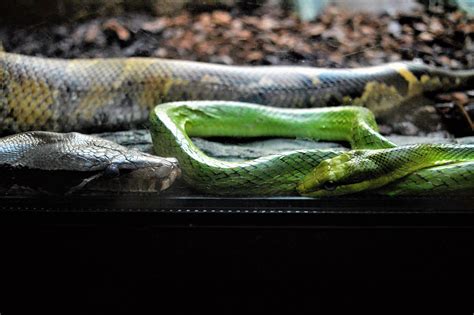 Blood Python And Red Tailed Rat Snake Zoochat