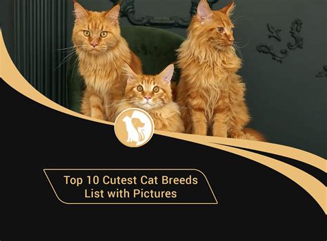 Top Cutest Cat Breeds List With Pictures Cat Breeds List Cute Cat