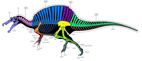 Spinosauridae Anatomie Des Spinosauridae