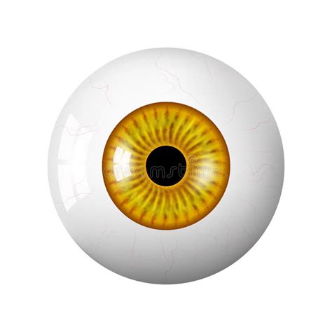 Realistic Human Brown Eyeball The Retina Is The Foreground Vector 3d