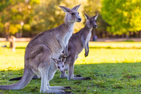 To Save Australias Biodiversity Put Kangaroo On The Menu Discover