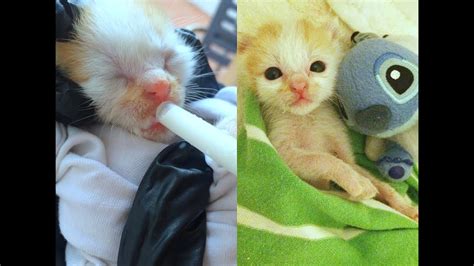 Rescued Newborn Kitten Story Emotional Youtube