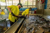 Innovative Hatchery Practices Show Promise for Salmon - Northern ...