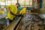Innovative Hatchery Practices Show Promise for Salmon - Northern ...