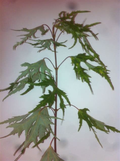 Acer Saccharinum Wieri Sapindaceae Erable Lacinie Acer Plant Leaves