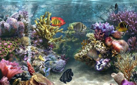 Coral Reef Backgrounds Wallpaper Cave