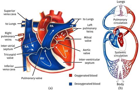 1 A Blood Flow Through The Heart B The Heart Inside The Whole