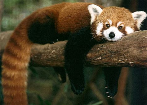 Red Pandas Animal Pictures And Facts