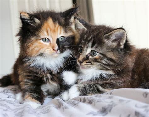 100 Full Pedigree Norwegian Forest Kittens For Sale Adoption From