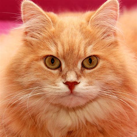 frightened surprised red cat looks wide eyed domestic cat close up stock image image of