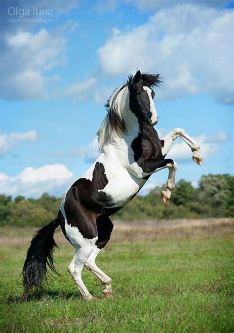 rearing black white horse black white horses pinterest white horses black  horses