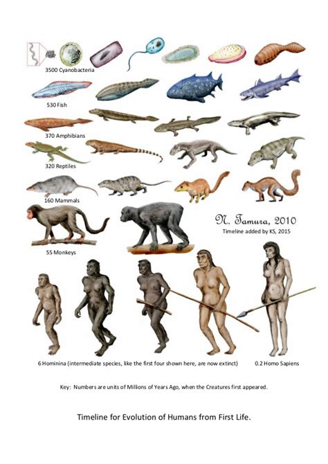The Evolution Of Humans From First Life