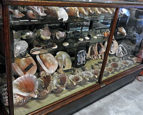 Shell Flair Museum Collection To Be Liquidated The Daily World
