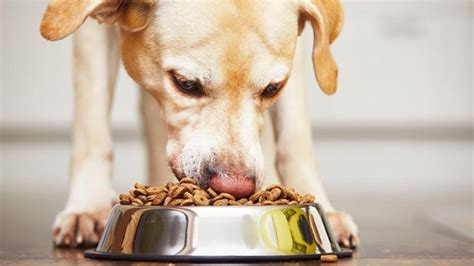 Preliminary Study Suggests Mercury Not A Risk In Dog Foods