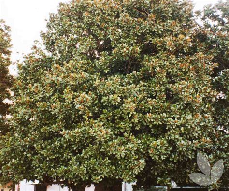 Magnolia Grandiflora Bull Bay Magnolia Evergreen Trees
