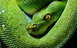 Cobra Caninana Verde | Mundo Ecologia