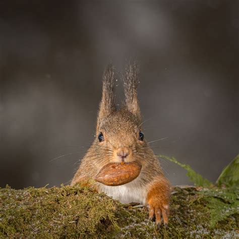 mouth full | Cute squirrel, Red squirrel, Squirrel