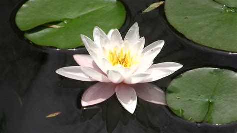 Beautiful White Lotus Flower Floating In Water Stock Footage Video