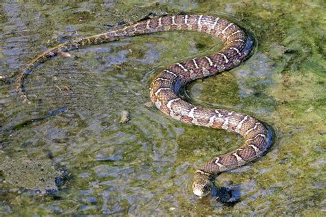 Maryland Biodiversity Project Northern Water Snake Nerodia Sipedon